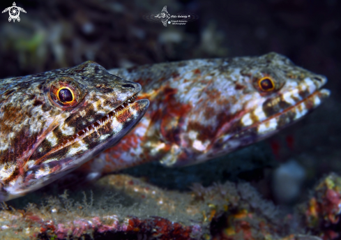 A Synodus binotatus (Schultz, 1953)  | Lizard Fish