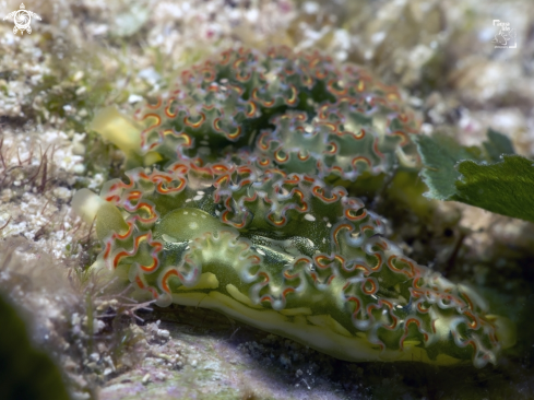 A Elysia crispata | Lettuce Sea Slug