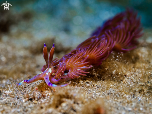 A Pteraeolidia Ianthina  | Nudibranch