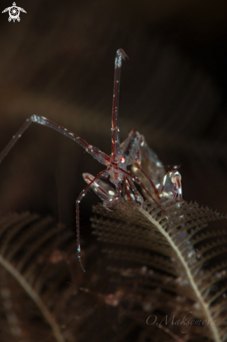 A Red-Strip Skeleton shrimp  (Protella similis)