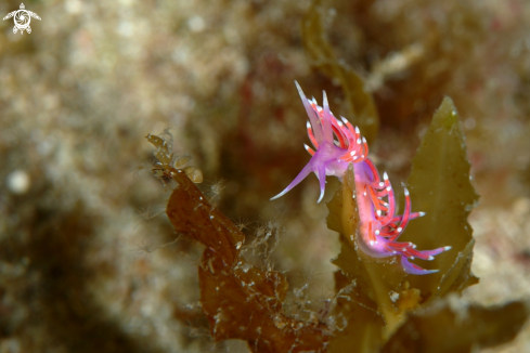 A Edmundsella pedata nudibranch