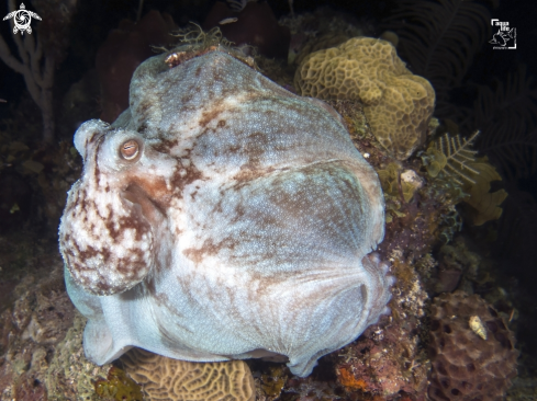 A Caribbean Reef Octopus