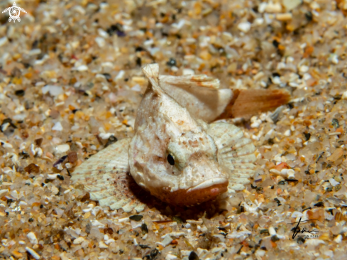 A Scorpaena sp. | Scorpionfish