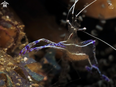 A Ancylomenes pedersoni | Pederson Cleaner Shrimp