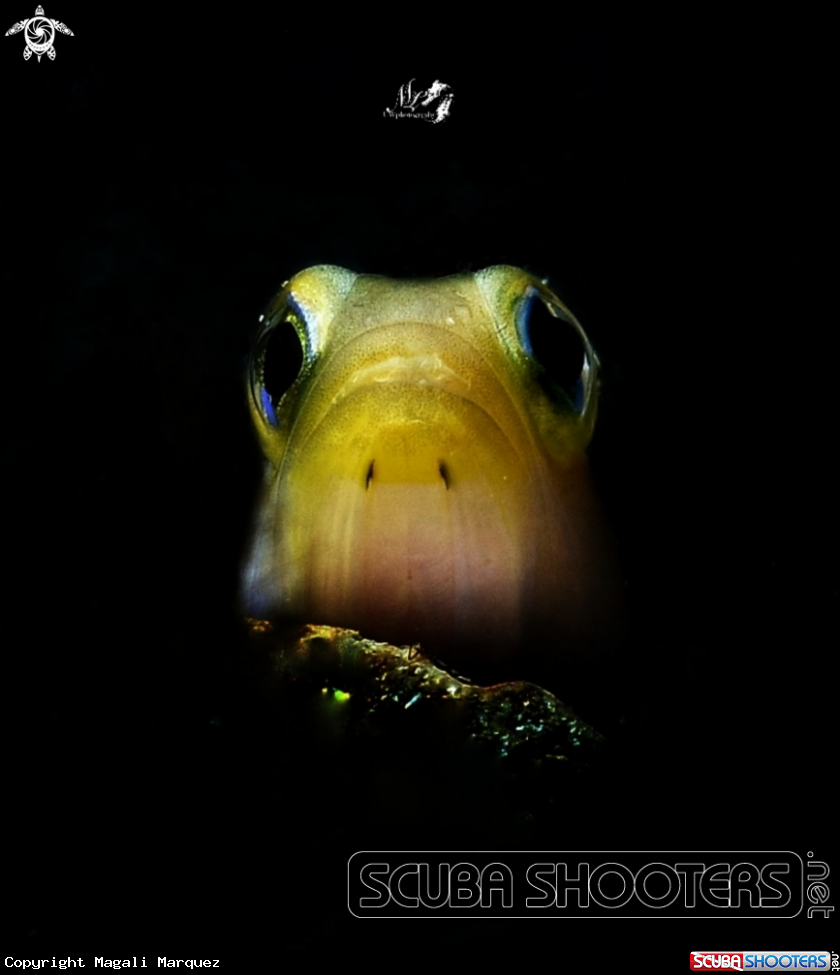 A Yellowhead Jawfish 