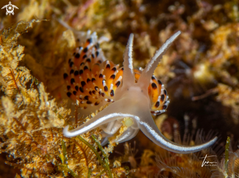 A Caloria elegans | Caloria elegans