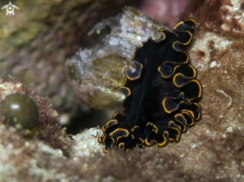 A Splendid Flatworm