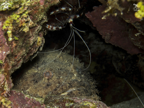A Bearded Toadfish and Banded Coral Shrimp