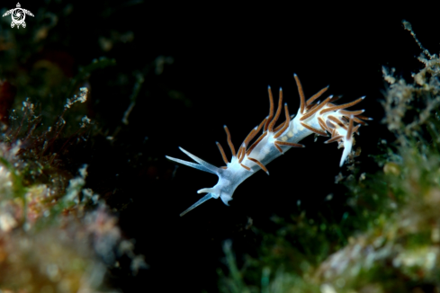 A Paraflabellina gabinierei nudibranch