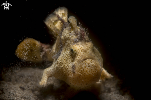 A Antennarius pictus | Painted frogfish