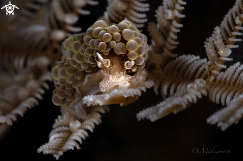 A Nudibranch Doto ussi  