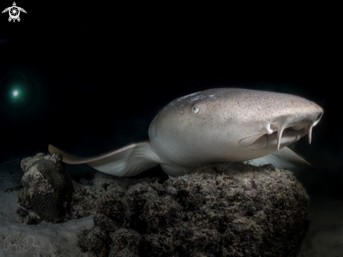 A Nurse Shark