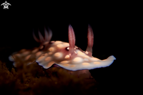 A NUDIBRANCH