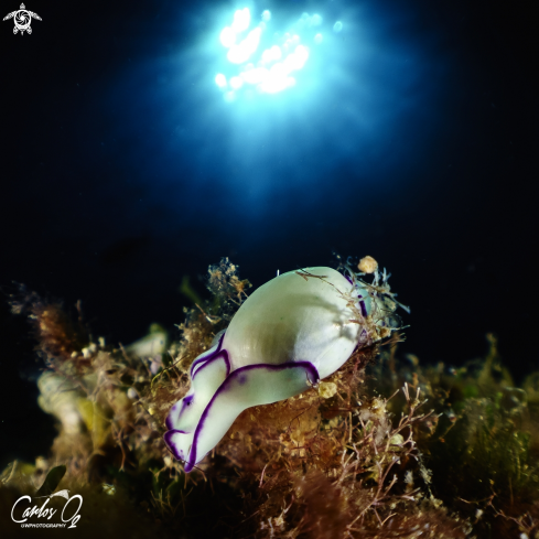 A Lamprohaminoea ovalis | Nudibranch