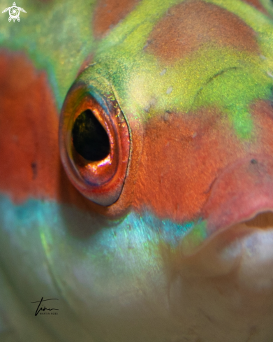 A Coris julis | Mediterranean Rainbow Wrasse