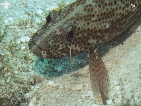 A Ancylomenes pedersoni and Cephalopholis cruentata | Pederson Cleaner Shrimp and Graysby