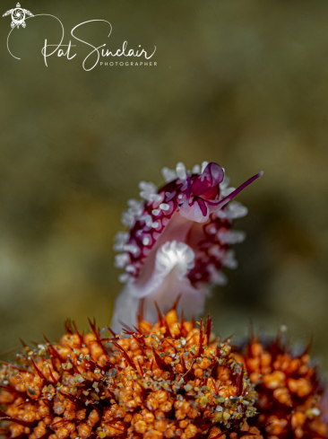 A Margovula bimaculata | egg cowrie