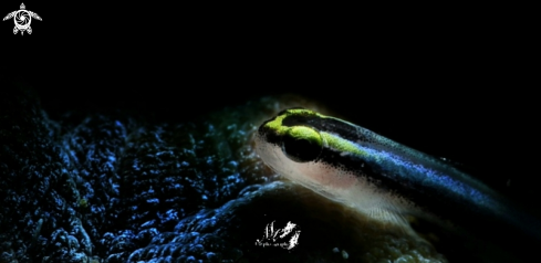 A Neon Goby