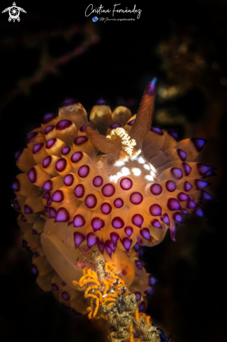 A Janolus sp. | Nudibranch