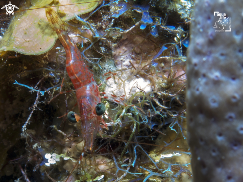 A Red Night Shrimp