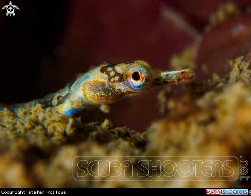 A Banded pipefish