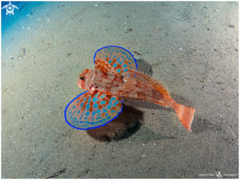 A Gurnard fish