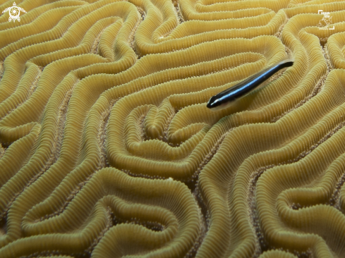 A Elacatinus lobeli | Caribbean Neon Goby