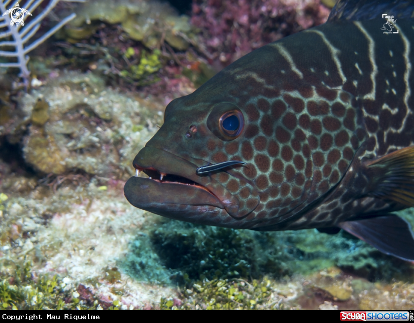 A Caribbean Neon Goby / Tiger Grouper