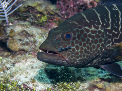 A Caribbean Neon Goby / Tiger Grouper