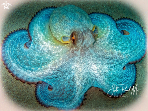 A octopus vulgaris | Poulpe