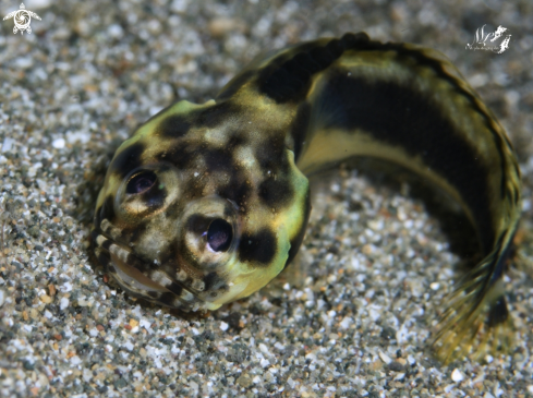 A Jawfish 