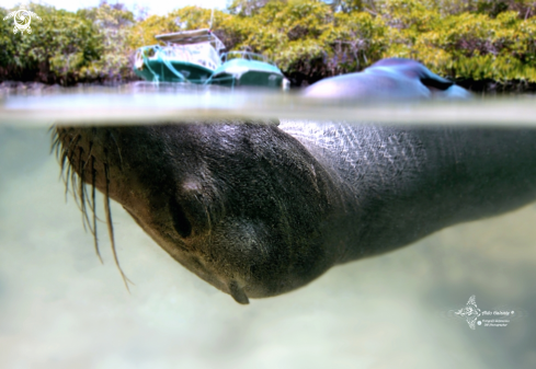 A Galapagos Sea Lion