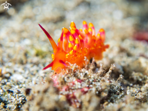 A Trinchesia | Nudibranch