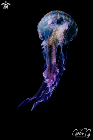 A Pelagia Noctiluca | Mauve stinger