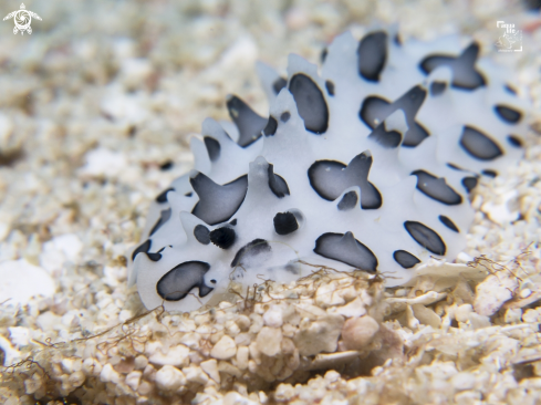 A Ceratophyllidia papilligera | Black Spotted Nudibranch