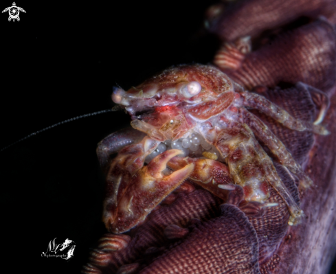 A Fourlobed Porcelain Crabs 