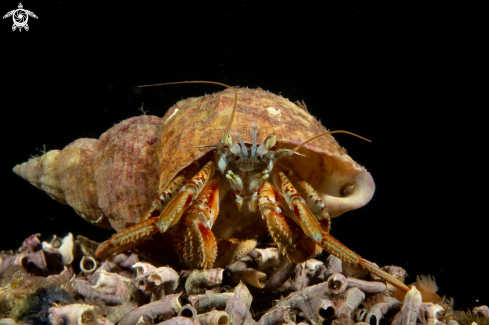 A Hermt crab