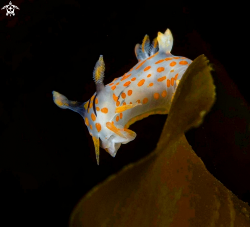 A  Polycera quadrilineata | Flabelina