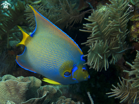 A Holacanthus ciliaris | Queen Angelfish