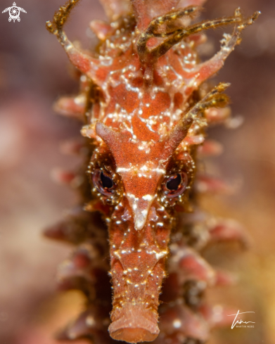 A Hippocampus guttulatus | Seahorse