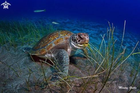 A Green turtle