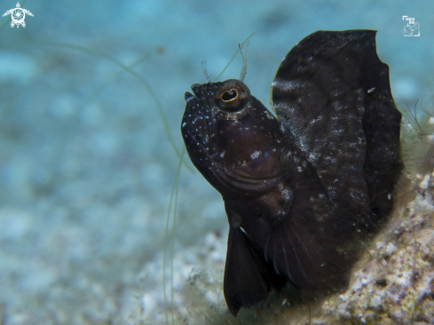 A Emblemaria pandionis | Sailfin Blenny