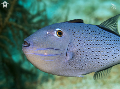 A Sargassum triggerfish