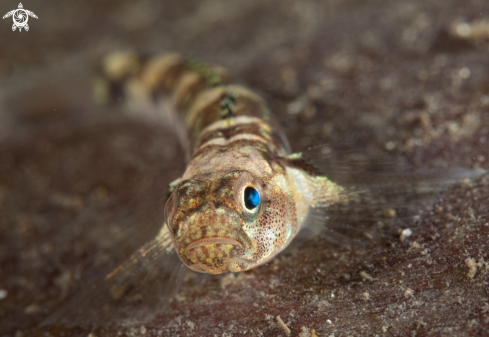 A Goby