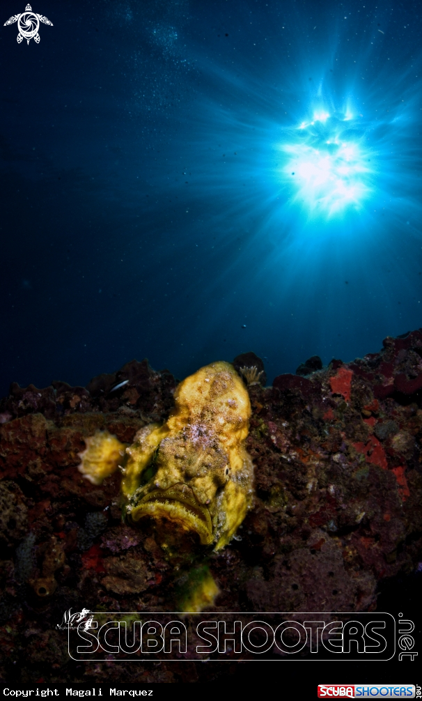 A Yellow Longlure frogfish 