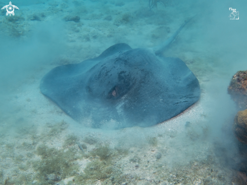 A Styrarcura schmardae | Caribbean Whiptail Stingray