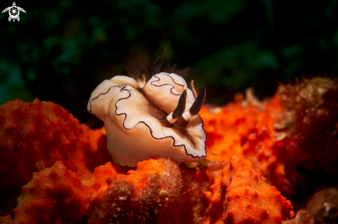 A NUDIBRANCH