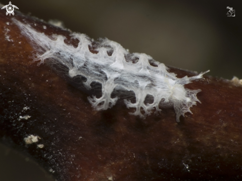 A Tufted Nudibranch