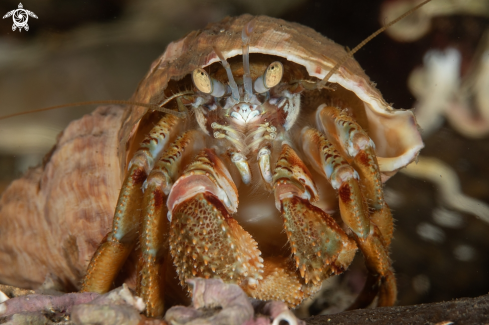 A Hermt crab