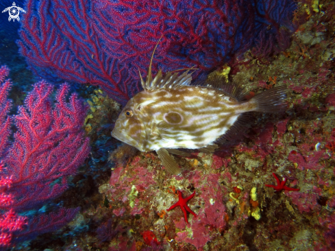 A Pesce San Pietro